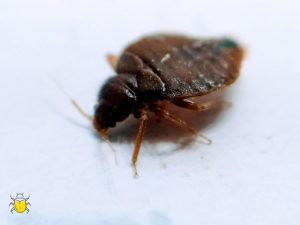 Bettwanzenbekämpfung in Zella-Mehlis