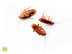 Kakerlakenbekämpfung in Lich