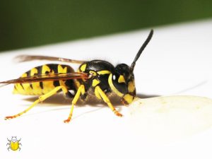 Wespennest entfernen in Edewecht
